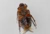 Amphimallon solstitiale
